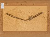 an old picture of a piece of wood with barbed wire on it