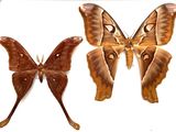 two moths on display in a glass case on a white surface