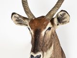 an antelope head mounted on a white wall with a white background