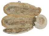 du poisson séché sur fond blanc, accompagné d'un morceau de pain