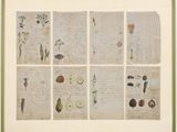 une photo d'une photo représentant un assortiment de fruits et légumes sur une feuille de papier