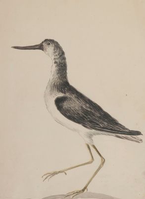 dessin représentant un oiseau noir et blanc posé sur une surface blanche