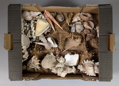 a cardboard box filled with shells and seashells on a table