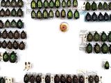 many different types of beetles on display in a store