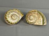 une paire de coquillages sur fond gris