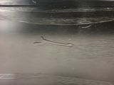 a bird that is standing on the ground in the snow