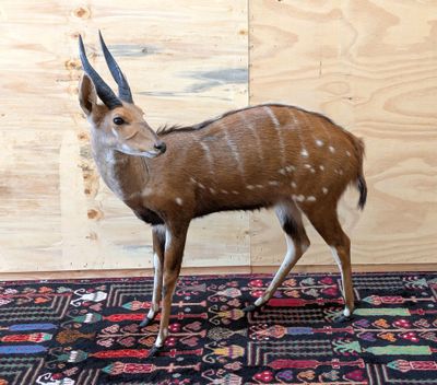 une petite antilope debout sur un tapis dans une pièce