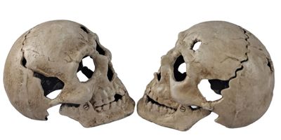 pair of two human skull heads on a white background