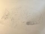 a drawing of a cat laying down on the floor
