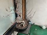 a potted plant that is sitting on a stand