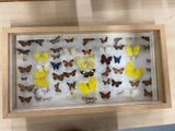 a shadow of a person standing in front of a display of butterflies
