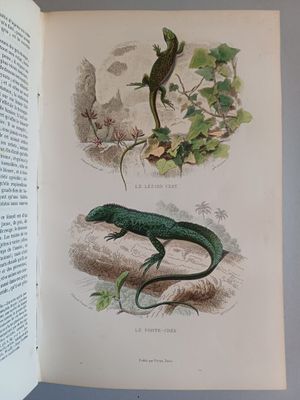 a book open to a picture of a lizard and a lizard