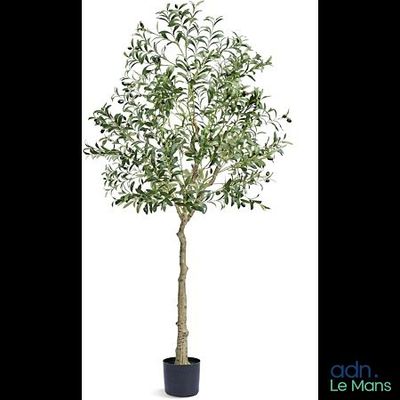 a close up of a potted olive tree on a white background