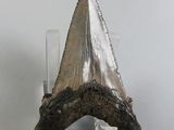 une dent de requin exposée sur un socle transparent