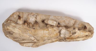 Fossile de mâchoire de Mosasaure, v. 70-65 millions d’années…