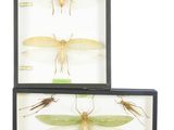 three framed insect specimens of various species in a display case