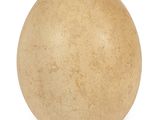 an egg on a white background with a white background