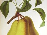 a picture of a pear on a branch with leaves