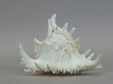 a white shell that is sitting on a table