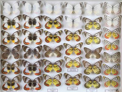 une vitrine contenant de nombreuses espèces différentes de papillons