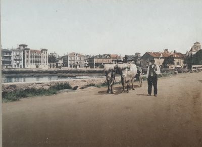 une vieille photo montrant un homme menant deux chevaux sur un chemin de terre