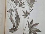 an open book with drawings of flowers and leaves on it