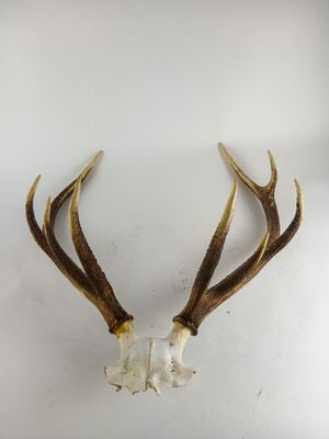 une image représentant la tête d'un cerf avec ses bois, sur fond blanc