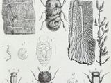 une illustration représentant diverses espèces de coléoptères et d'autres insectes