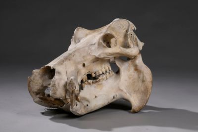 l'image d'un crâne de chien sur une surface grise