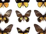 six different types of butterflies are shown on a white surface