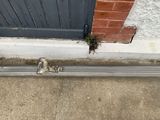 a cat that is sitting on the curb by the door
