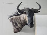 a stuffed animal head hanging on the wall