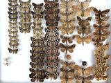 many different types of moths displayed in a white box