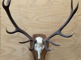 un crâne de cerf avec ses bois, fixé sur un mur en bois