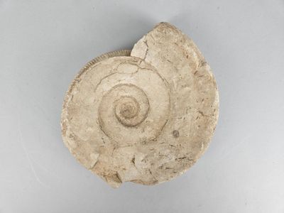 an image of a stone object with a spiral design on it