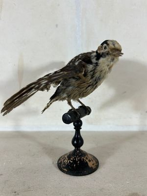 un petit oiseau perché sur une table