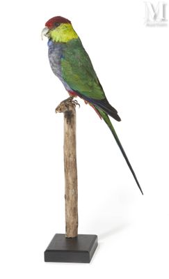 a bird that is sitting on top of a wooden pole