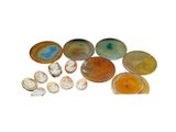 a lot of different types of shells on a white surface