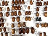 many different types of beetles on display in a display case