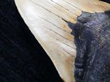 a shark tooth that has been left on a black surface