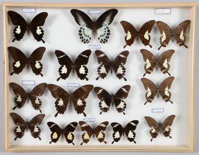 de nombreux papillons exposés dans un cadre