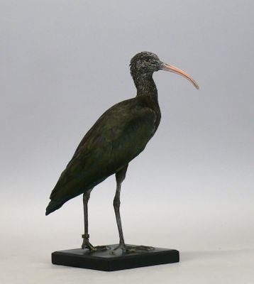 Ibis de Ridgway - Plegadis ridgwayi - Taxidermie sur socle en bois