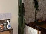 a potted cactus in the corner of a kitchen