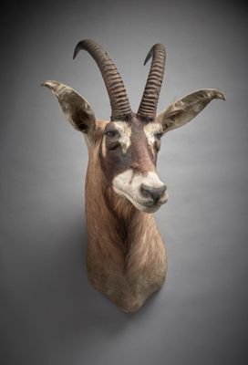une tête d'antilope accrochée au mur d'une pièce sombre