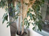 une plante en pot devant une fenêtre, posée sur un parquet