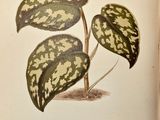 un vieux livre sur lequel figure le dessin d'une plante