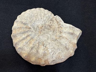 un gros plan d'un coquillage fossilisé sur une surface noire