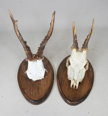 deux têtes d'antilope fixées sur une plaque en bois à fond blanc