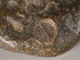 a close up of a rock with a coin on it