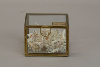 a glass box with shells inside of it on a table